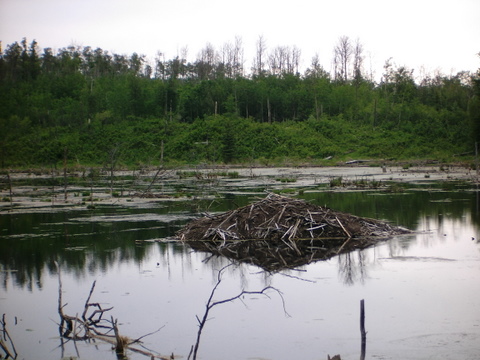 Beaver lodge 2.JPG